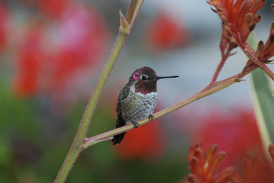 hummingbird resting